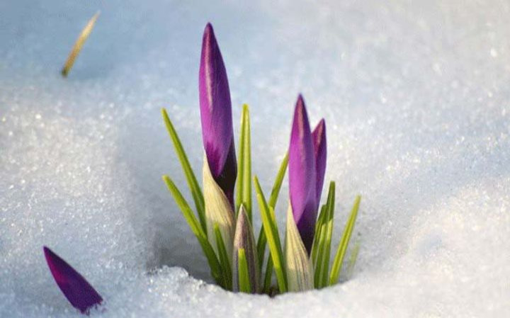 Өнөөдөр ичигсэд хөдөлж, амьд бие сэргэх ханш нээх өдөр тохиож байна
